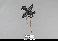 藏品(泰國小檯皮影戲偶)的圖片